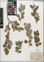 Foto von Salix myrsinifolia Salisb.